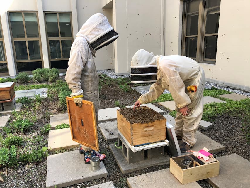Two °ϲ University students wearing bee suits on the Mary Graydon Center's green roof, observing a beehive.